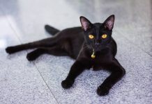 Giấc mộng nằm mơ thấy mèo đen có ý nghĩa gì - Đánh số chuẩn nhất